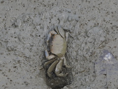 Macrophthalmus tomentosus