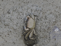 Macrophthalmus tomentosus