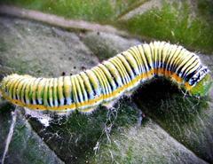 Leptophobia