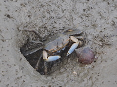 Macrophthalmus tomentosus