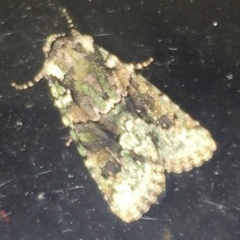 Lacinipolia explicata