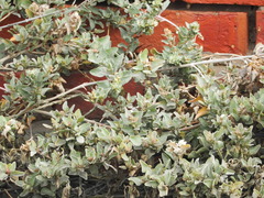 Atriplex maximowicziana