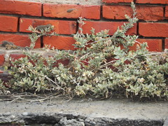 Atriplex maximowicziana