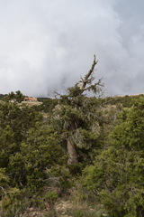 Juniperus procera