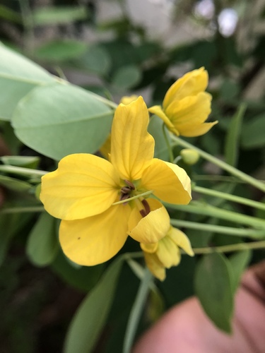 Senna sulfurea, photograph 5