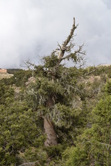 Juniperus procera