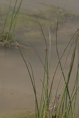 Schoenoplectus litoralis