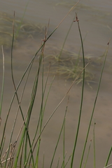 Schoenoplectus litoralis