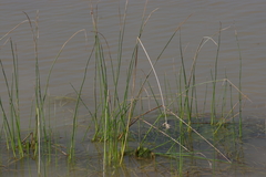 Schoenoplectus litoralis