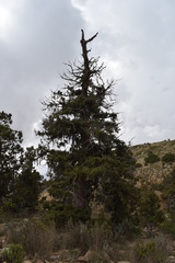 Juniperus procera