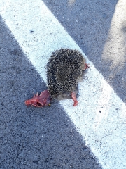 Erinaceus europaeus