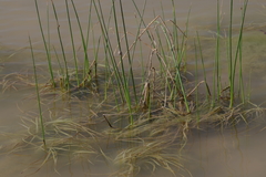 Schoenoplectus litoralis