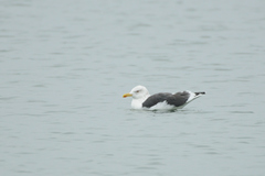 Larus fuscus