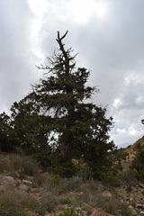 Juniperus procera