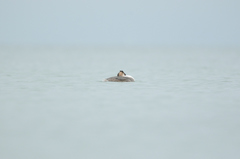 Podiceps cristatus