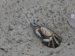 Macrophthalmus tomentosus