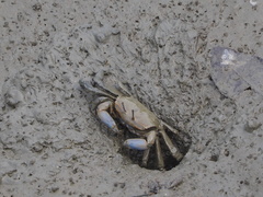 Macrophthalmus tomentosus