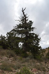 Juniperus procera