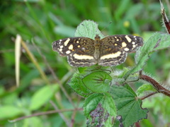 Anthanassa drusilla