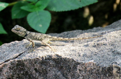 Psammophilus dorsalis