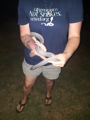 Limaformosa capensis