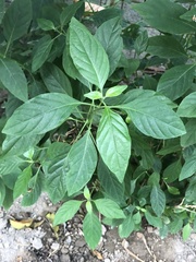 Gymnanthemum amygdalinum
