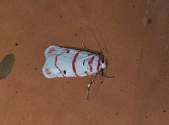 Cyana perornata