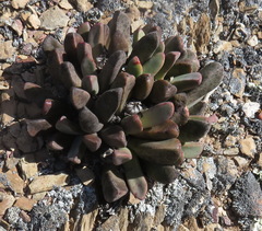 Pleiospilos compactus