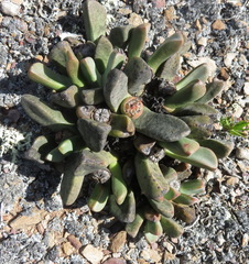 Pleiospilos compactus