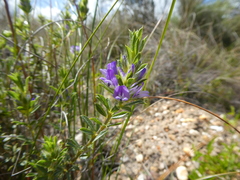 Psoralea pungens