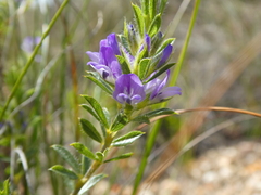 Psoralea pungens