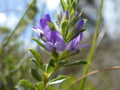 Psoralea pungens