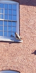 Buteo jamaicensis