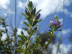 Psoralea pungens