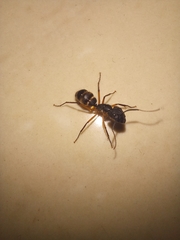 Camponotus renggeri