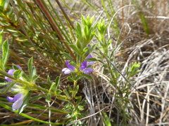 Psoralea pungens