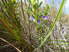 Psoralea pungens
