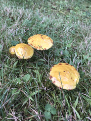 Suillus americanus image