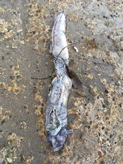 Cebidichthys violaceus