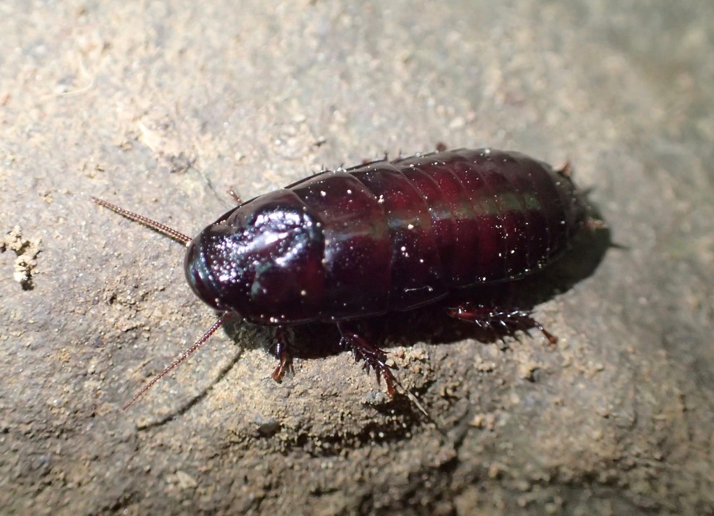 Cryptocercus wrighti (Cockroaches and Termites of the United States ...