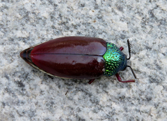 Sternocera chrysis