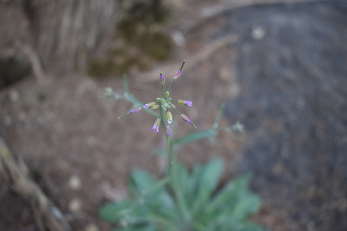 Crucihimalaya kneuckeri