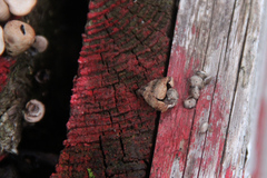 Crucibulum laeve