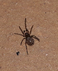 Enoplognatha mandibularis