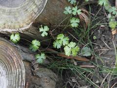 Hydrocotyle batrachium