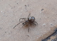 Enoplognatha mandibularis