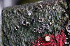 Crucibulum laeve