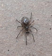 Enoplognatha mandibularis