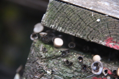 Crucibulum laeve