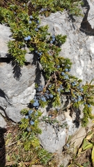 Juniperus communis hemisphaerica